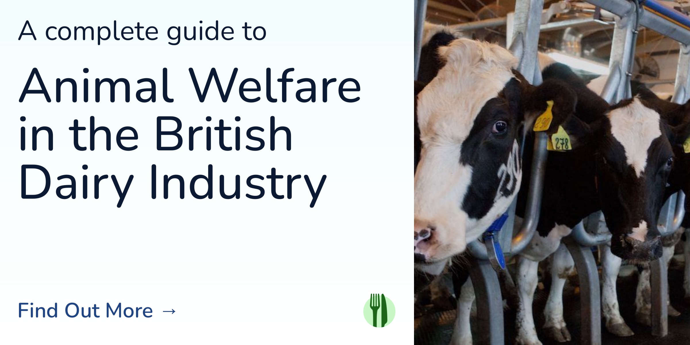 Dairy Cows » Animal Welfare in British Farming | Eat Fair
