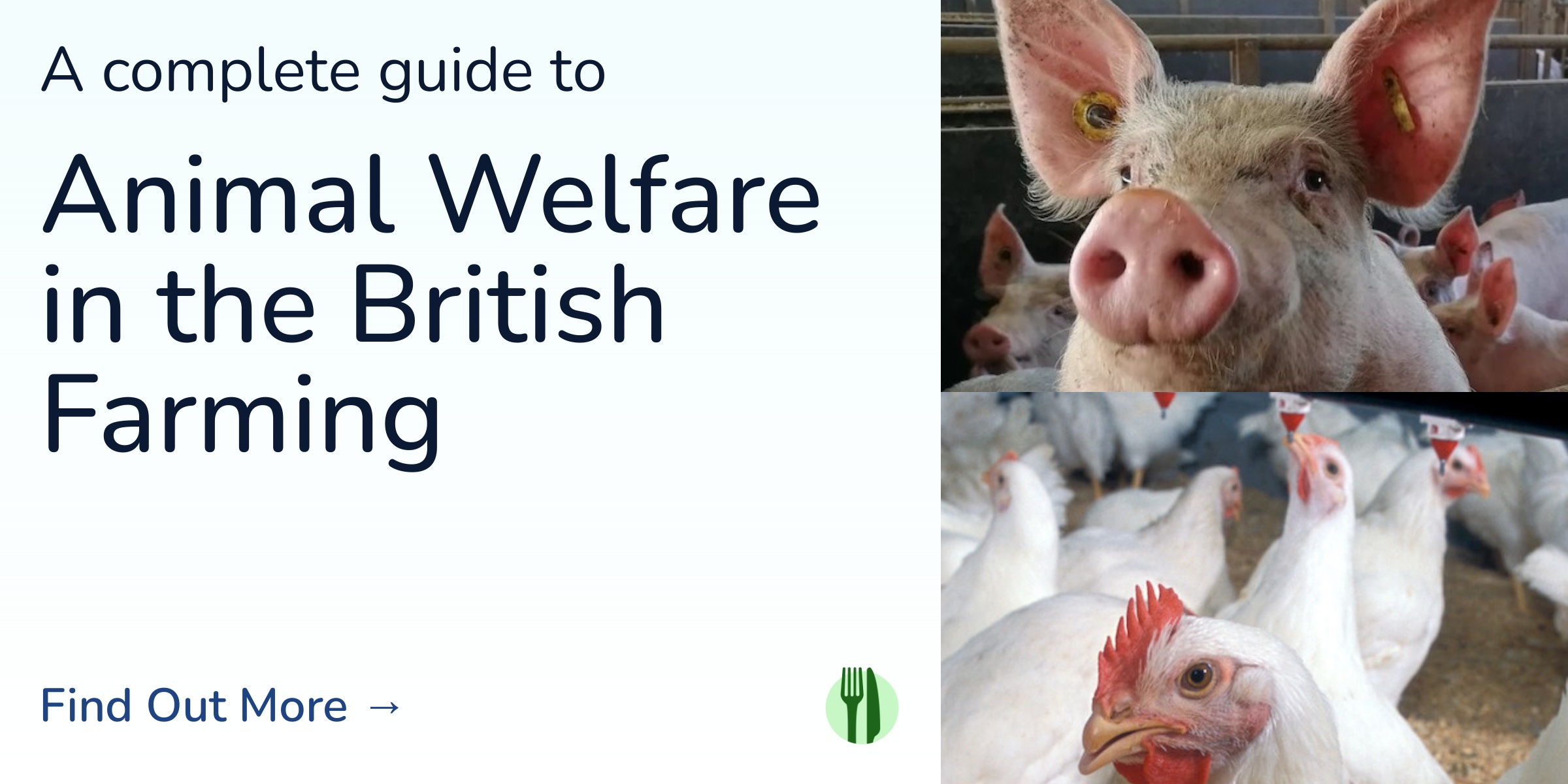 Animal Welfare in British Farming | Eat Fair